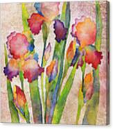 Iris Elegance On Pink Canvas Print