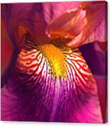 Iris Flower Fuchsia Pink Canvas Print