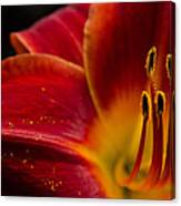 Iris Flower Power Canvas Print