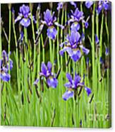 Iris Garden Canvas Print