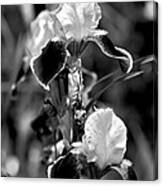 Iris In Black And White Canvas Print