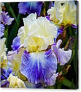 Iris In Blue And Yellow Canvas Print