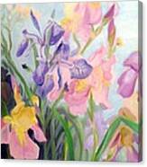 Iris Medley Canvas Print