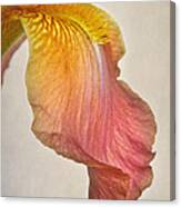 Iris Petal Canvas Print