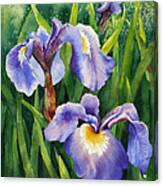 Iris Setosa Alaska Canvas Print