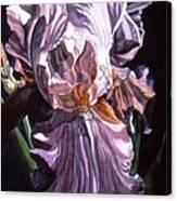Iris With Light Canvas Print