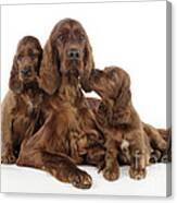 Irish Setter Puppies With Mother Canvas Print