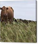 Island Nature - A Menorquin Red Cow In Middle Of Son Bou Fodder Canvas Print