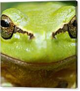 It's Not Easy Being Green _ Tree Frog Portrait Canvas Print