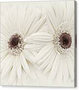 Ivory Gerber Daisy Flowers Canvas Print