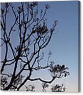 Jacaranda Sunset Canvas Print