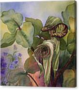 Jack In The Pulpit Canvas Print