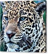 Jaguar Art Canvas Print