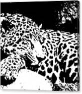 Jaguar In Reverse Canvas Print