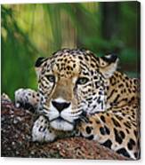 Jaguar Portrait Belize Canvas Print