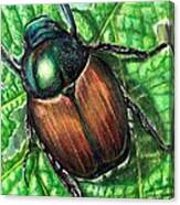 Japanese Beetle Canvas Print