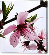 Japanese Cherry Tree Canvas Print