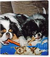 Japanese Chin Dogs Hanging Out Canvas Print