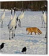 Japanese Cranes And Red Fox In Canvas Print