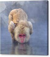 Japanese Macaque Drinking From Hot Canvas Print