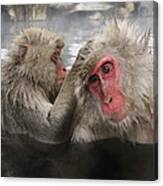 Japanese Macaque Grooming In Hot Spring Canvas Print