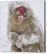 Japanese Macaque In Winter Jigokudani Canvas Print