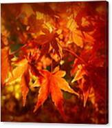 Japanese Maple In Fall Canvas Print