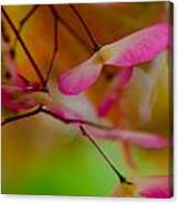 Japanese Maple Seedling Canvas Print