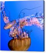 Jelly Fish Canvas Print