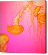 Jelly Fish Canvas Print