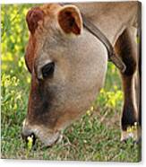 Jersey Cow  Cute Close Up - Square Canvas Print