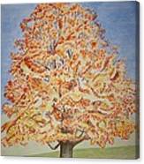 Jolanda's Maple Tree Canvas Print