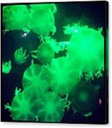 Jolly Green Jellyfish Canvas Print