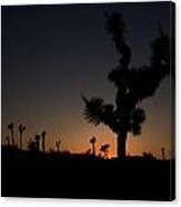 Joshua Tree In Silhouette Canvas Print