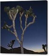 Joshua Tree Night 2 Canvas Print