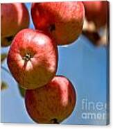 Juicy Harvest Canvas Print