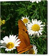 Julia Butterfly And White Daisies - 108 Canvas Print