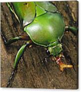 June Beetle Portrait Reserve De Campo Canvas Print