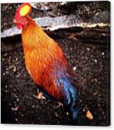 Jungle Fowl. Canvas Print