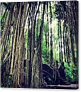 #jungle #monkey #forest #ubud #bali Canvas Print