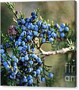 Juniper Berries Canvas Print