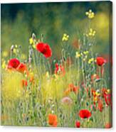Vibrant Wildflower Meadow Canvas Print