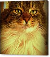 Just Cat Canvas Print