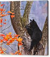 Just Hanging Out Canvas Print