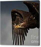Juvenile Bald Eagle In Flight Canvas Print