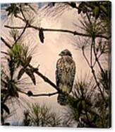 Juvenile Red Shouldered Hawk 06.07.2014 Canvas Print