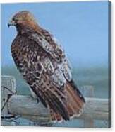 Kaiser's Hawk Canvas Print