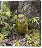 Kakapo Male In Forest Codfish Island Canvas Print
