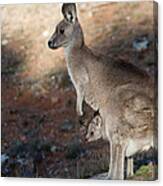 Kangaroo And Joey Canvas Print