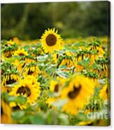 Keep Your Head Up Canvas Print